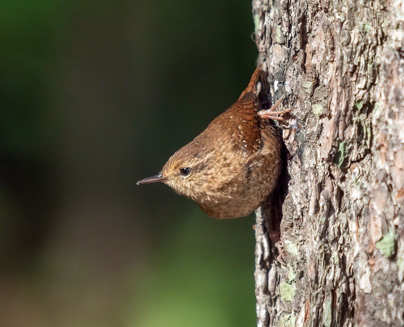 Winter Wren on tree in Prospect Park by Rhododendrites is licensed under CC BY-SA 4.0.